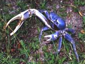 Mangrove rivulus live in burrows of the great land crab. Photo courtesy U.S. Environmental Protection Agency