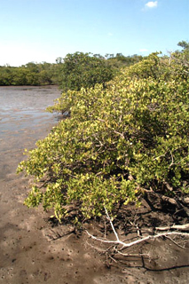 Mangrove habitat. Photo courtesy U.S. Geological Survey