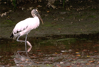 The wood stork is a predator of the mangrove rivulus. Photo © Gerald and Buff Corsi, California Academy of Sciences