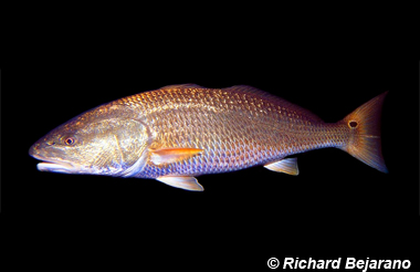 Red Drum. Photo © Richard Bejarano