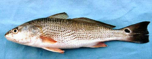 Red drum. Photo courtesy U.S. Geological Survey