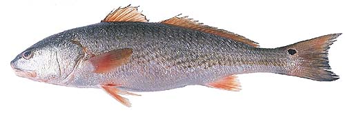 Red drum coloration ranges from a deep cooper to an almost silvery sheen. Photo courtesy FDA