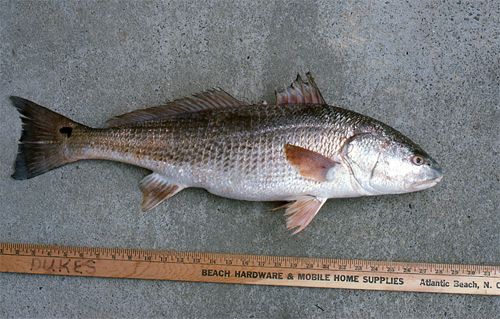 Red drums can grow to 61 inches total length. Photo © George Burgess