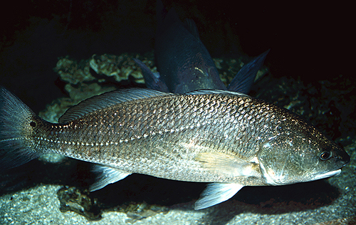 Red drums are often displayed in public aquarium facilities. Photo courtesy Virginia Institute of Marine Science