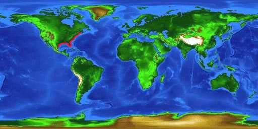 World distribution map for the red drum.