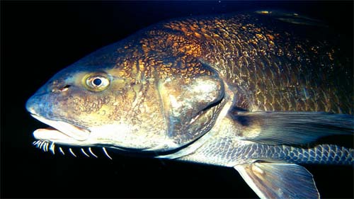 Black drum can be distinguished from the red drum by the presence of barbels. Photo © Richard Bejarano