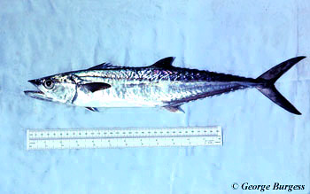 King mackerel. Photo © George Burgess