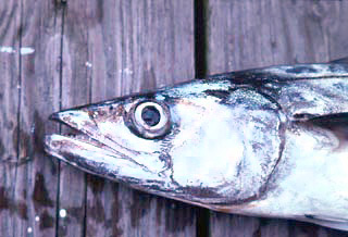 King mackerel up close. Photo © George Burgess