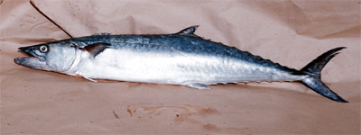King mackerel. Photo courtesy Virginia Institute of Marine Science