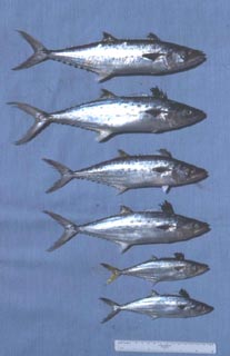 King mackerel. Photo © George Burgess