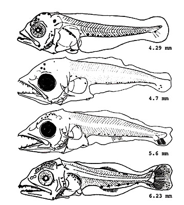 King mackerel larvae. Image courtesy Mayo (1973) and Wollam (1970) in Development of Fishes of the Mid-Atlantic Bight - U.S. Fish and Wildlife Service