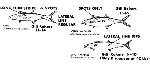 Distinguishing features of the cero, king mackerel, and spanish mackerel. Image courtesy National Marine Fisheries Service