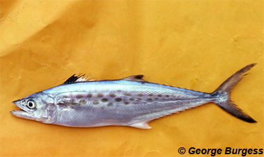 Spanish mackerel. Photo © George Burgess