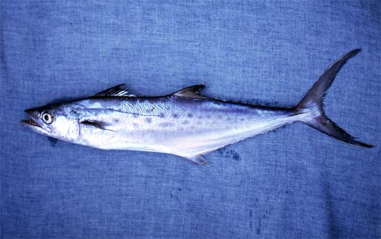 Spanish mackerel. Photo © George Burgess