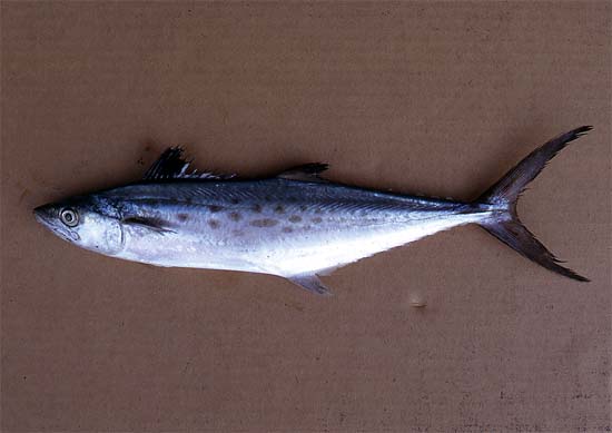 Spanish mackerels have distinctive coloration. Photo © George Burgess