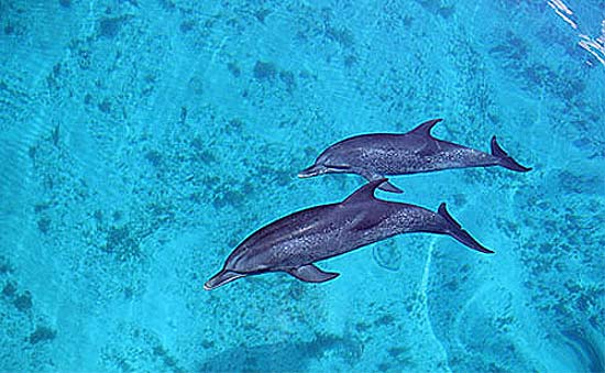 Bottlenose dolphins are among the predators of the Spanish mackerel. Photo © Doug Perrine