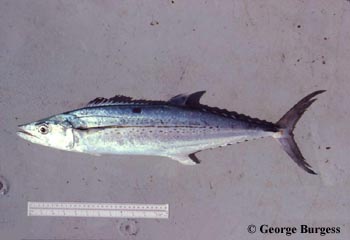 Cero mackerel. Photo © George Burgess
