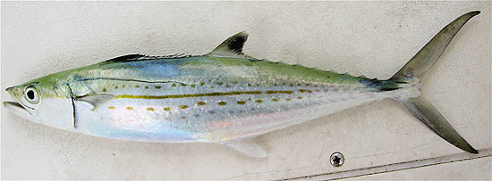 Cero mackerel © John Soward