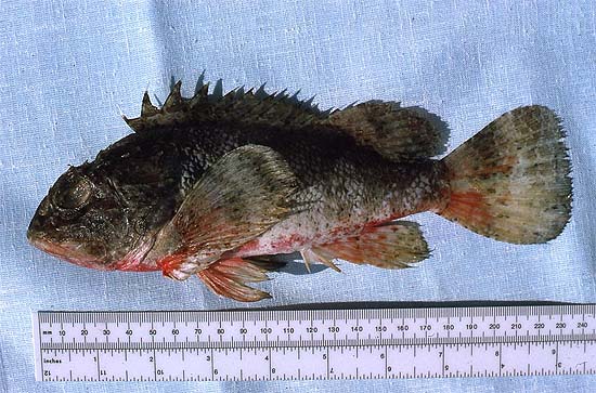 Barbfish reach a maximum length of 13.8 inches TL. Photo © George Burgess