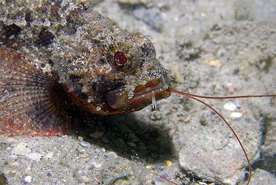 Barbfish feeding on a shrimp. Photo © Anne DuPont