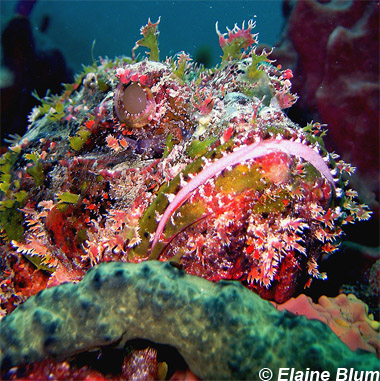 Spotted scorpionfish. Photo © Elaine Blum