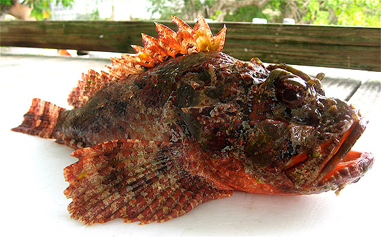 Spotted scorpionfish. Photo © John Soward