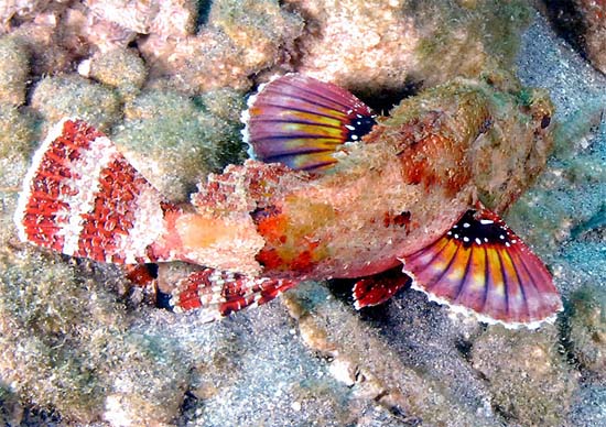 Coloration of this species is quite variable. Note the bright white spots on the pectoral fins that are extended when the fish is disturbed. Photo © Kirk Kilfoyle
