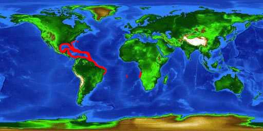 World distribution map for the spotted scorpionfish