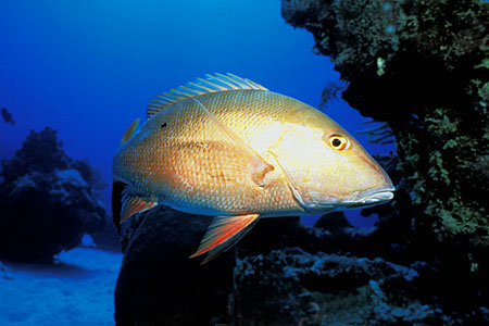 The mutton snapper is one predator of the spotted scorpionfish. Photo © Doug Perrine