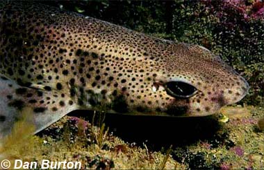 Small-spotted Catshark. Photo © Dan Burton