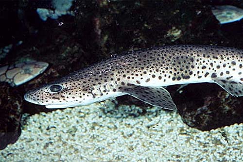 Small-spotted catshark. Photo © Doug Perrine