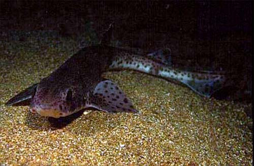 Small-spotted catsharks grow to 39 inches in length. Photo © Dan Burton