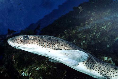 Small-spotted catsharks are often displayed in public aquariums. Photo © Doug Perrine