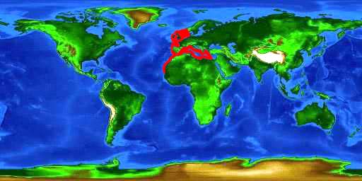 World distribution map for the small-spotted catshark