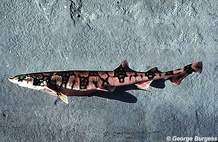 Chain dogfish. Photo © George Burgess