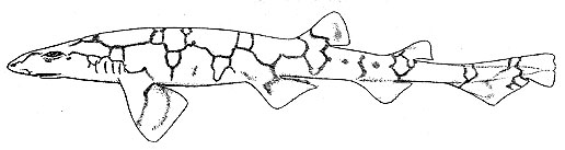 Chain dogfish illustration. Illustration courtesy Bigelow and Schroeder (1948) FNWA