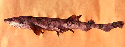 Chain dogfish. Photo © George Burgess