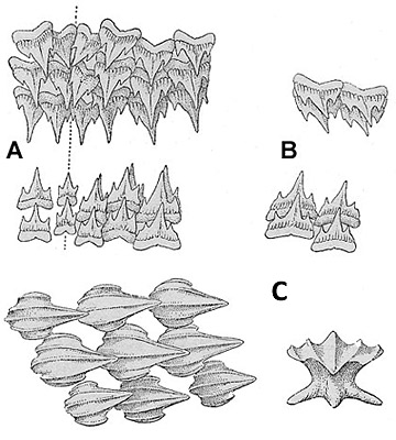 Chain dogfish dentition, (A) Uper and lower teeth from center of mouth, (B) Upper and lower teeth from sides of jaws near corners of the mouth. Chain dogfish denticles (C), including apical view. Illustration courtesy Bigelow and Schroeder (1948) FNWA