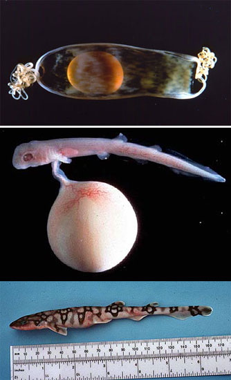 Developing chain dogfish embryo in egg case (top, photo © Jose Castro). Developing chain dogfish embryo removed from egg case (middle, photo courtesy NOAA). Juvenile chain dogfish (bottom, photo © George Burgess)