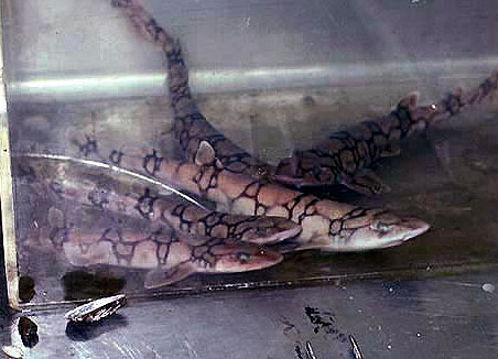 Chain dogfish in an aquarium. Photo courtesy NOAA