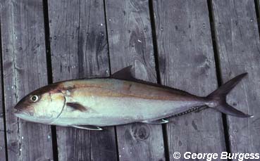 Greater amberjack. Photo © George Burgess