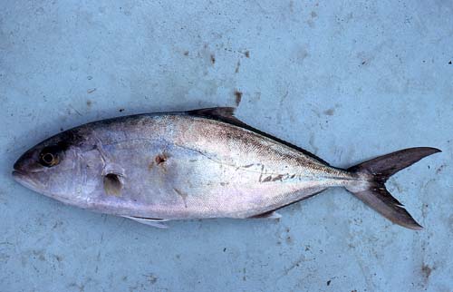 Greater amberjack. Photo © George Burgess