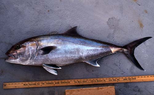 Greater amberjacks grow to approximately 6.2 feet (1.9 m) total length. Photo © George Burgess