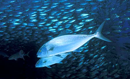 Greater amberjacks herding a school of bigeye scad. Photo © Doug Perrine