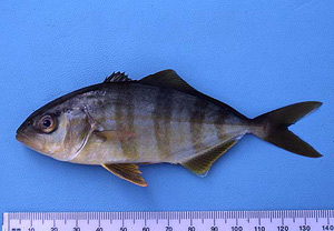 Greater amberjack juvenile. Photo © George Burgess