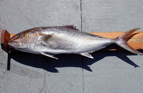 The greater amberjack is a popular catch with recreational fishers. Photo courtesy NOAA