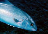 Greater amberjacks have been implicated in some cases of ciguatera poisoning. Photo courtesy Bryan Harry/National Park Service