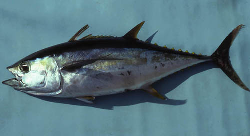 Yellowfin tuna are among the many predators of the greater amberjack. Photo © George Burgess