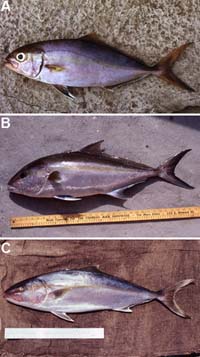 Greater amberjacks are often confused with A) S. fasciata, B) S. riviolana, and C) S. zonata. Photos © George Burgess