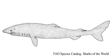 Greenland shark. Illustration courtesy FAO